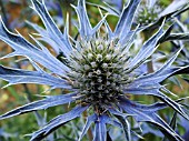 ERYNGIUM BOURGATII PICOS AMETHYST