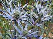 ERYNGIUM BOURGATII PICOS AMETHYST