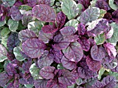 AJUGA REPTANS BURGUNDY GLOW