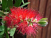 CALLISTEMON CITRINUS SPLENDENS (BOTTLE BRUSH)