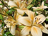 LILIUM APOLLO