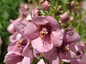 VERBASCUM PINK KISSES