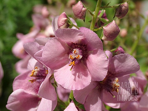 VERBASCUM_PINK_KISSES