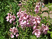 VERBASCUM PINK KISSES