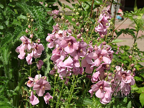 VERBASCUM_PINK_KISSES