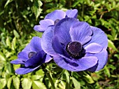 ANEMONE CORONARIA DE CAEN MR FOCKER