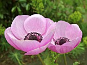 ANEMONE CORONARIA DE CAEN SYLPHIDE