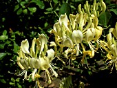 LONICERA SCENTSATION (HONEYSUCKLE)