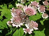 ASTRANTIA SHAGGY