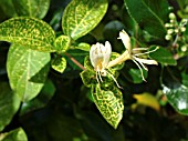 LONICERA JAPONICA AUREORETICULATA (JAPANESE HONEYSUCKLE)