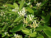 LONICERA MORROWII (MORROWS HONEYSUCKLE)