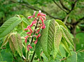 JUGLANS AILANTHIFOLIA