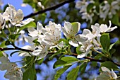 CRATAEGUS PINNATIFOLIA