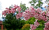 SYRINGA JOSIFLEXA BELLICENT