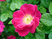 ROSA MEG MERRILIES