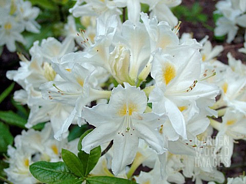 RHODODENDRON_PERSIL
