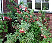 CLIANTHUS PUNICEUS (PARROTS BILL)