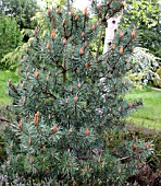 PINUS SYLVESTRIS CHANTRY BLUE (SCOTS PINE)