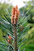 PINUS SYLVESTRIS CHANTRY BLUE