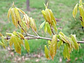 ACER BUERGERIANUM