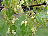 ACER HYRCANUM