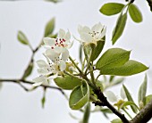 PYRUS COMMUNIS BLACK PEAR OF WORCESTER