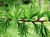 LARIX KAEMPFERI LITTLE BOGLE