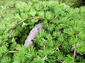 LARIX KAEMPFERI STIFF WEEPING