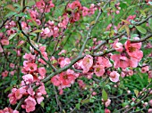 CHAENOMELES SUPERBA