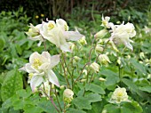 AQUILEGIA FRAGRANS, (SYN. AQUILEGIA GLAUCA)