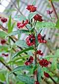 LONICERA INVOLUCRATA