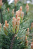 PINUS SYLVESTRIS BERTONENSIS