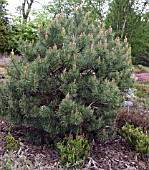 PINUS SYLVESTRIS BERTONENSIS