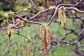 CORYLUS AVELLANA CONTORTA