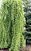 LARIX KAEMPFERI STIFF WEEPING