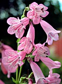 PENSTEMON HIDCOTE