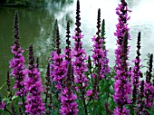 LYTHRUM SALICARIA (PURPLE LOOSTRIFE)