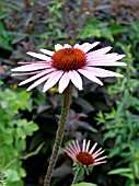 ECHINACEA PURPUREA KIMS KNEE HIGH (PURPLE CONE FLOWER)