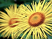 INULA HOOKERI