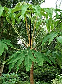 TETRAPANAX PAPYRIFER (FATSIA PAPYFERA)