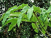 TETRAPANAX PAPYRIFER (FATSIA PAPYFERA)