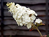 HYDRANGEA QUERCIFOLIA SNOW QUEEN (OAK LEAVED)