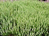 CALLUNA VULGARIS HAMMONDII