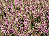 CALLUNA VULGARIS TIB