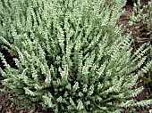 CALLUNA VULGARIS SILVER SENSATION