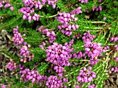 ERICA CINEREA JOSEPH MURPHY