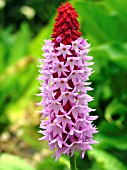 PRIMULA VIALII