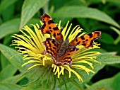 COMMA BUTTERFLY ON INULA