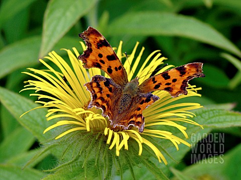 COMMA_BUTTERFLY_ON_INULA