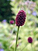 SANGUISORBA OFFICINALIS (GREAT BURNET)